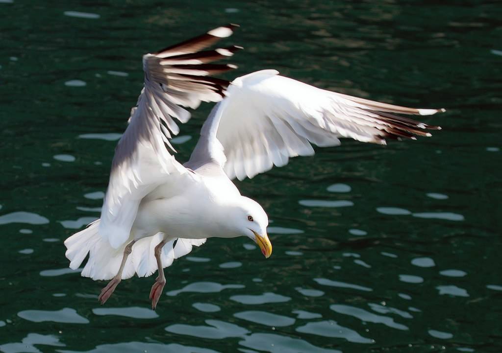 สัตว์ปีกสวยๆ