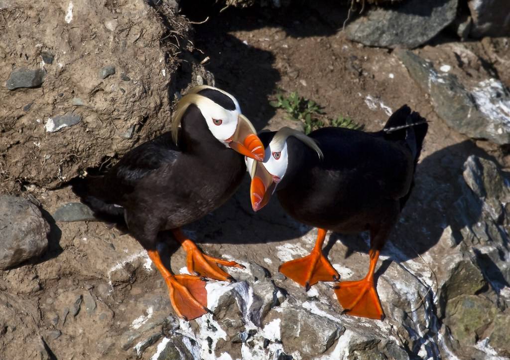 สัตว์ปีกสวยๆ