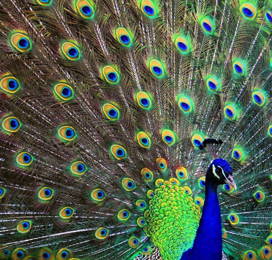 สัตว์ปีกสวยๆ