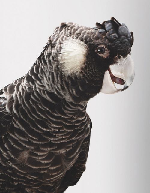 สัตว์ปีกสวยๆ