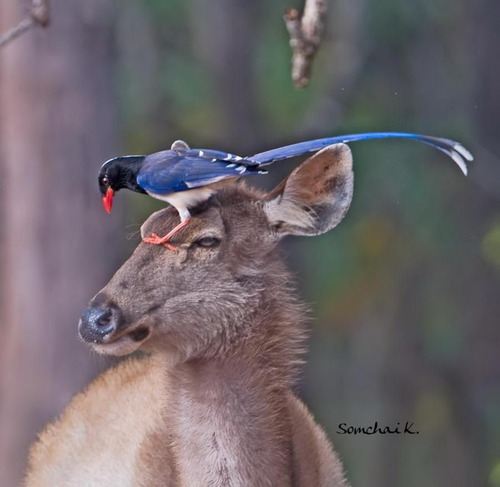 สัตว์ปีกสวยๆ