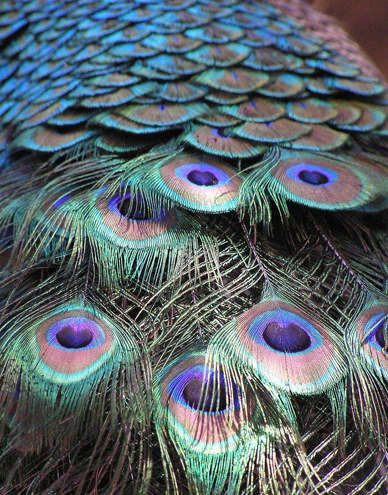 สัตว์ปีกสวยๆ