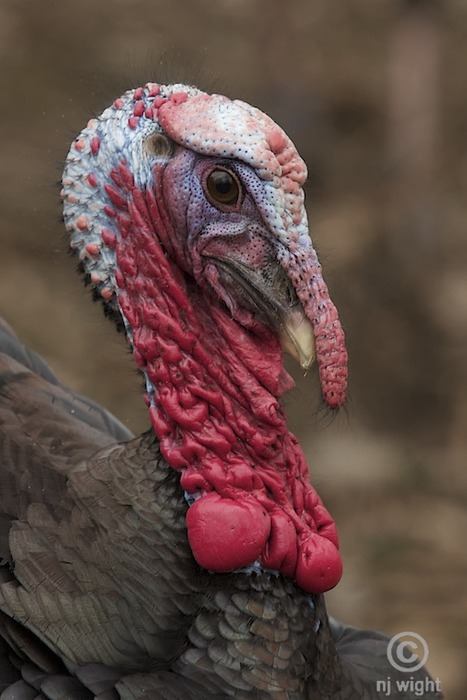 สัตว์ปีกสวยๆ