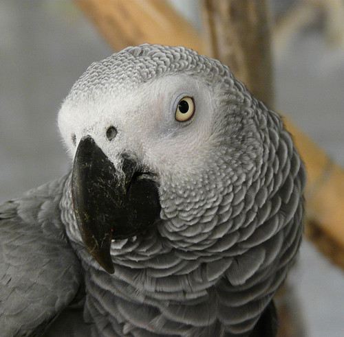 สัตว์ปีกสวยๆ