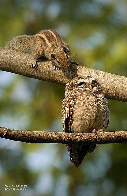 สัตว์ปีกสวยๆ