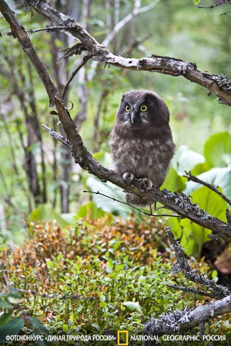 สัตว์ปีกสวยๆ