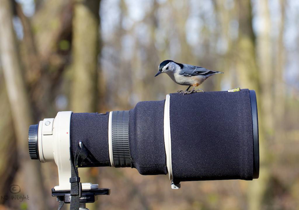 สัตว์ปีกสวยๆ