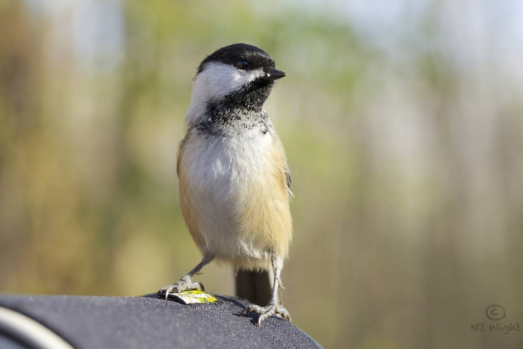 สัตว์ปีกสวยๆ