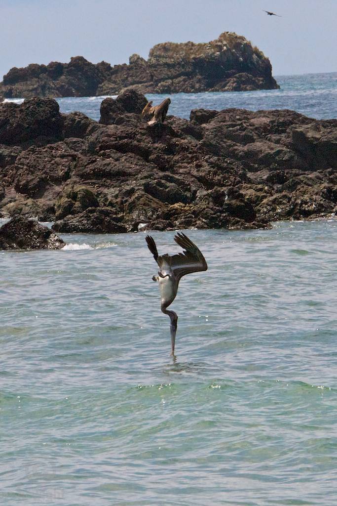 สัตว์ปีกสวยๆ