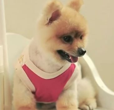 หลากหลายสไตล์ ทรงผมปอมปอม น่าลั๊คอ่ะ