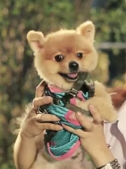 หลากหลายสไตล์ ทรงผมปอมปอม น่าลั๊คอ่ะ