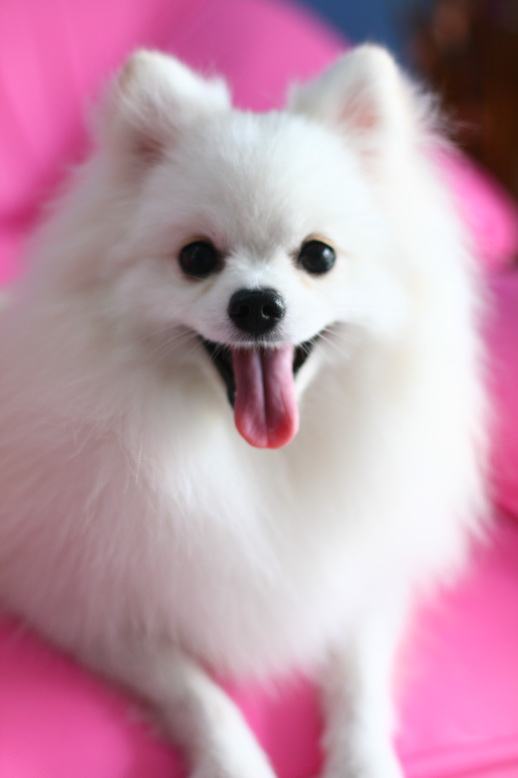 หลากหลายสไตล์ ทรงผมปอมปอม น่าลั๊คอ่ะ