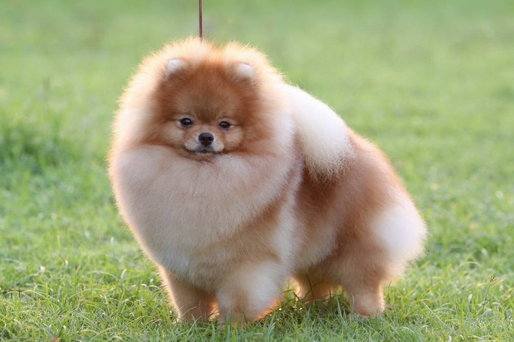 หลากหลายสไตล์ ทรงผมปอมปอม น่าลั๊คอ่ะ