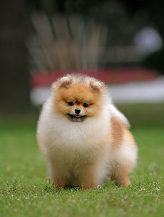 หลากหลายสไตล์ ทรงผมปอมปอม น่าลั๊คอ่ะ