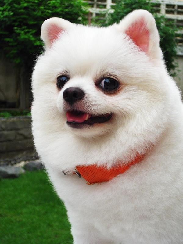 หลากหลายสไตล์ ทรงผมปอมปอม น่าลั๊คอ่ะ