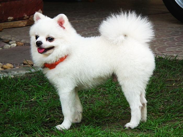 หลากหลายสไตล์ ทรงผมปอมปอม น่าลั๊คอ่ะ