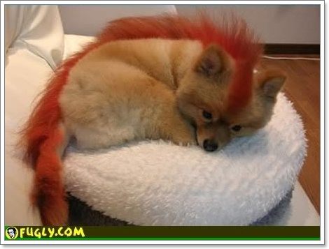 หลากหลายสไตล์ ทรงผมปอมปอม น่าลั๊คอ่ะ