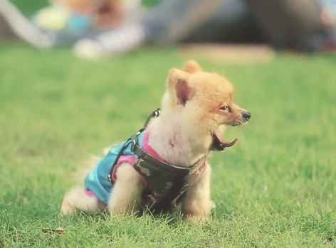 หลากหลายสไตล์ ทรงผมปอมปอม น่าลั๊คอ่ะ