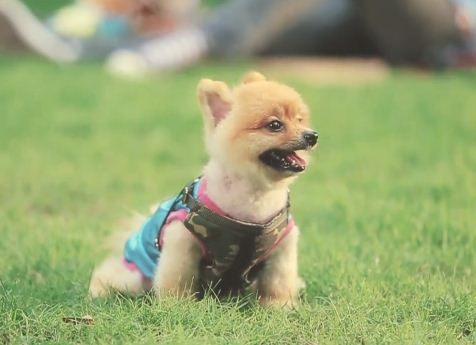 หลากหลายสไตล์ ทรงผมปอมปอม น่าลั๊คอ่ะ