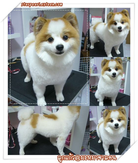 หลากหลายสไตล์ ทรงผมปอมปอม น่าลั๊คอ่ะ