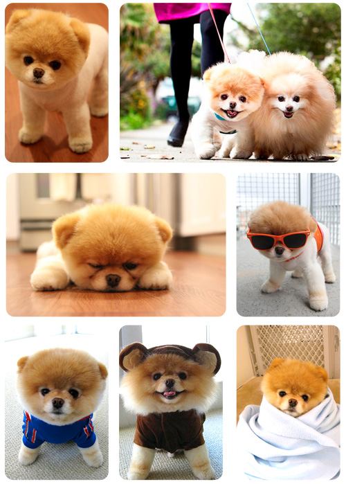 หลากหลายสไตล์ ทรงผมปอมปอม น่าลั๊คอ่ะ