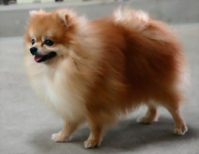 หลากหลายสไตล์ ทรงผมปอมปอม น่าลั๊คอ่ะ