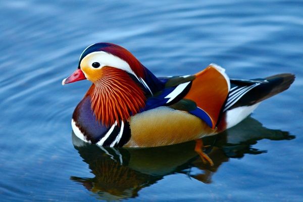 Mandarin duck เป็ดที่สวยที่สุดในโลก