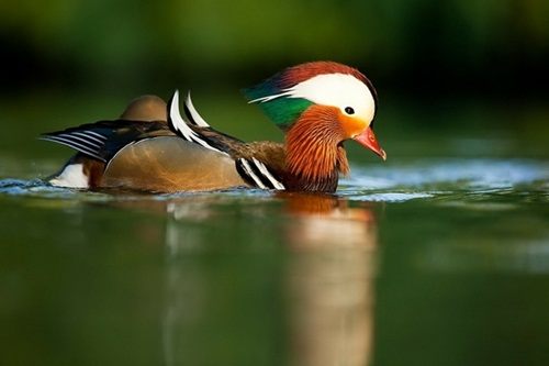 Mandarin duck เป็ดที่สวยที่สุดในโลก