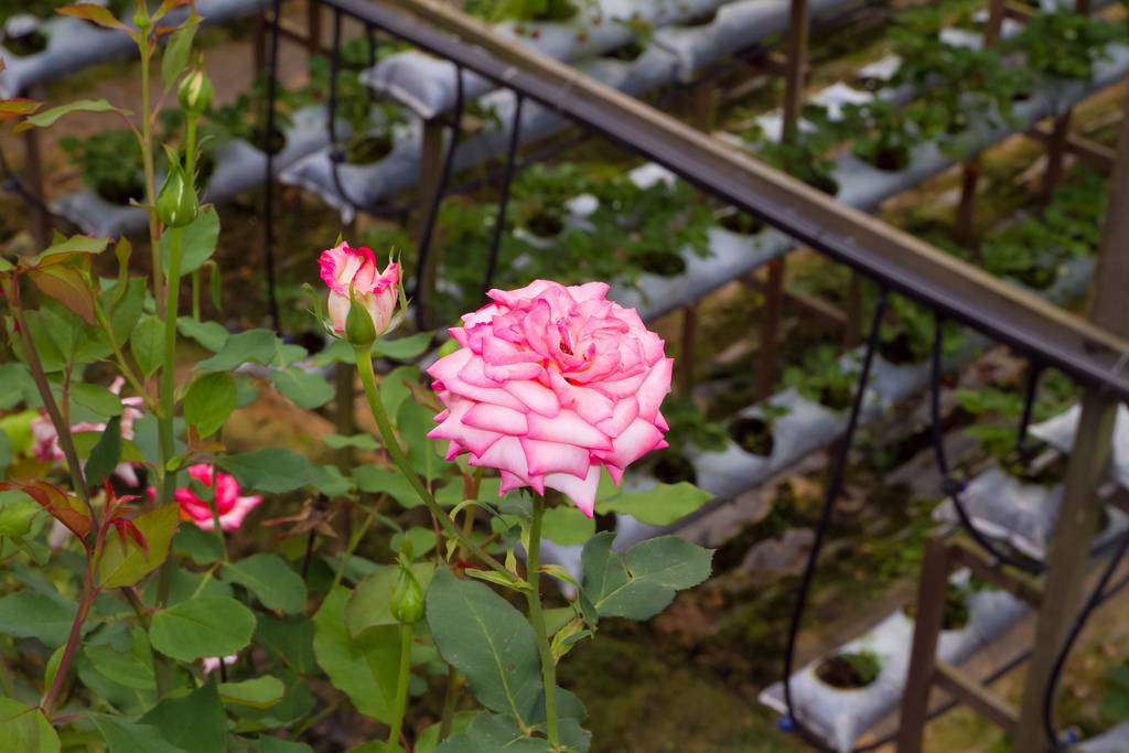 เก็นติ้ง ไฮแลนด์ มาเลเซีย