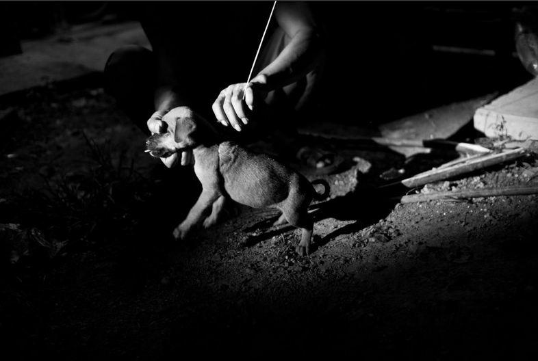 คนกินหมา ล่าสุนัขจรจัด แล่เนื้อเอาเกลือทา ที่ประเทศมาเลเซีย