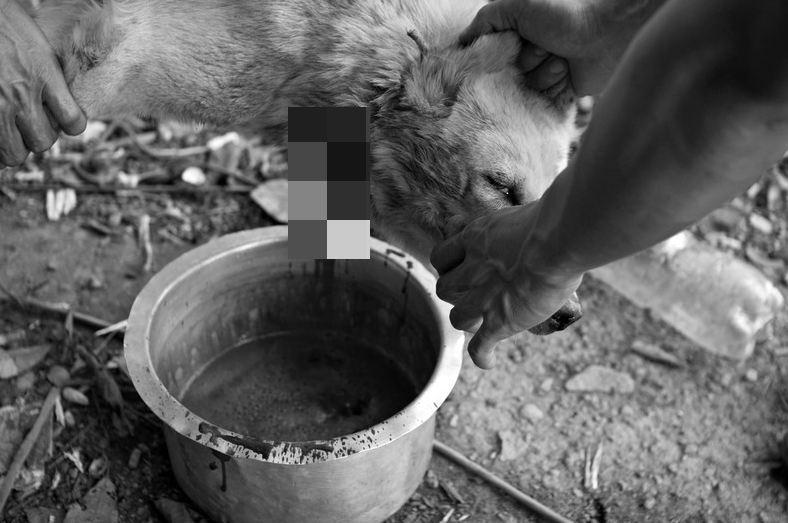 คนกินหมา ล่าสุนัขจรจัด แล่เนื้อเอาเกลือทา ที่ประเทศมาเลเซีย
