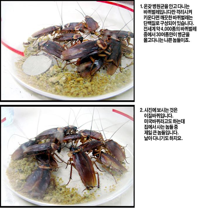 "สูตรพอกหน้าใส" สไตล์สาวเกาหลี