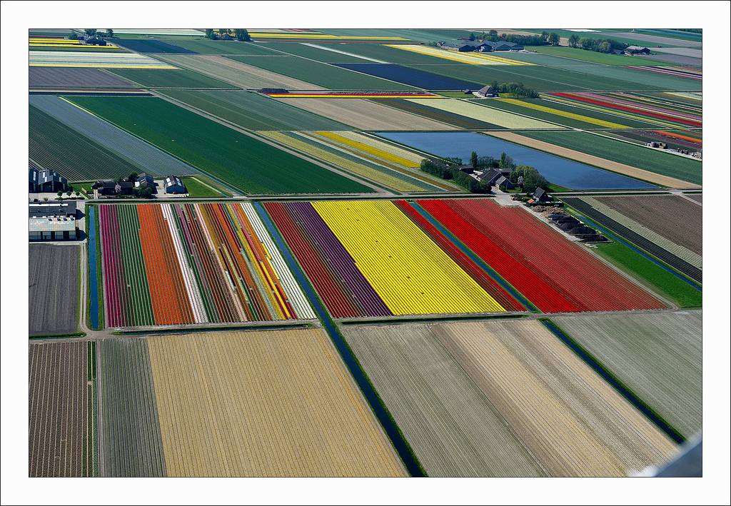 ทุ่งดอกทิวลิป ที่เนเธอร์แลนด์ สวยอาร์ต
