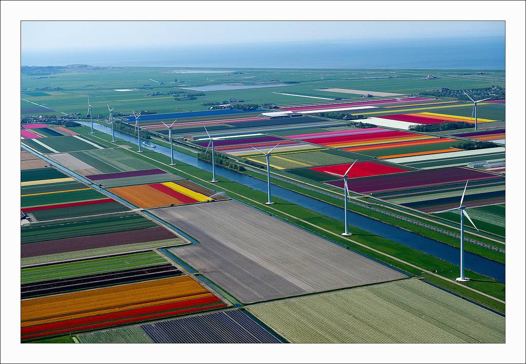 ทุ่งดอกทิวลิป ที่เนเธอร์แลนด์ สวยอาร์ต