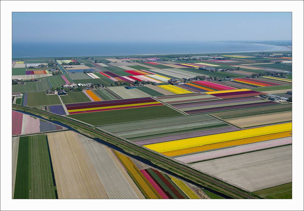 ทุ่งดอกทิวลิป ที่เนเธอร์แลนด์ สวยอาร์ต