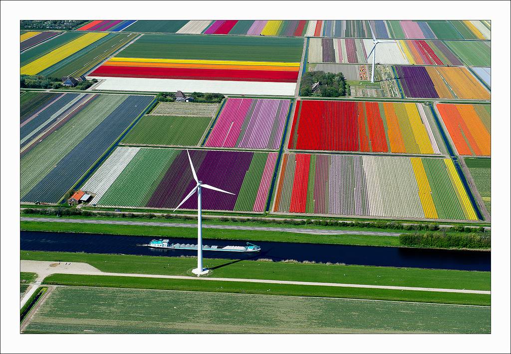ทุ่งดอกทิวลิป ที่เนเธอร์แลนด์ สวยอาร์ต