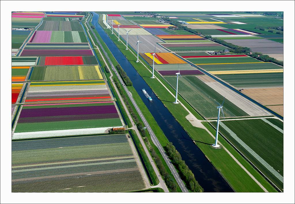 ทุ่งดอกทิวลิป ที่เนเธอร์แลนด์ สวยอาร์ต