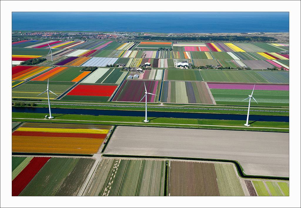 ทุ่งดอกทิวลิป ที่เนเธอร์แลนด์ สวยอาร์ต