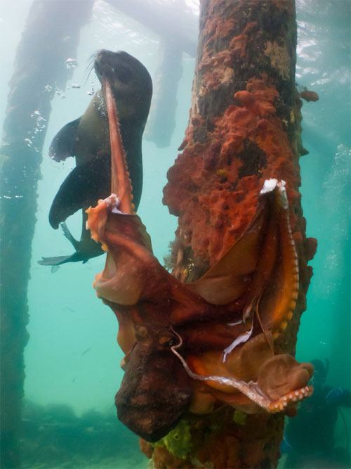 เผยภาพนาทีระทึก แมวน้ำ สู้ ปลาหมึกยักษ์ ที่ออสเตรเลีย