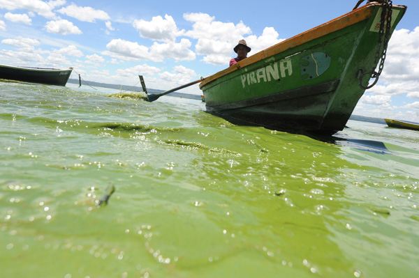 เผยภาพทะเลสาบเขียวขุ่นในปารากวัย ทำปลาตายเกลื่อน