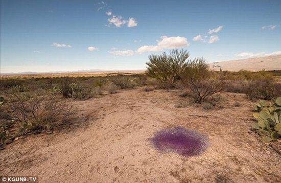 พบวัตถุปริศนาทรงกลมสีม่วงใสนับพัน โผล่กลางทะเลทรายในรัฐแอริโซนา
