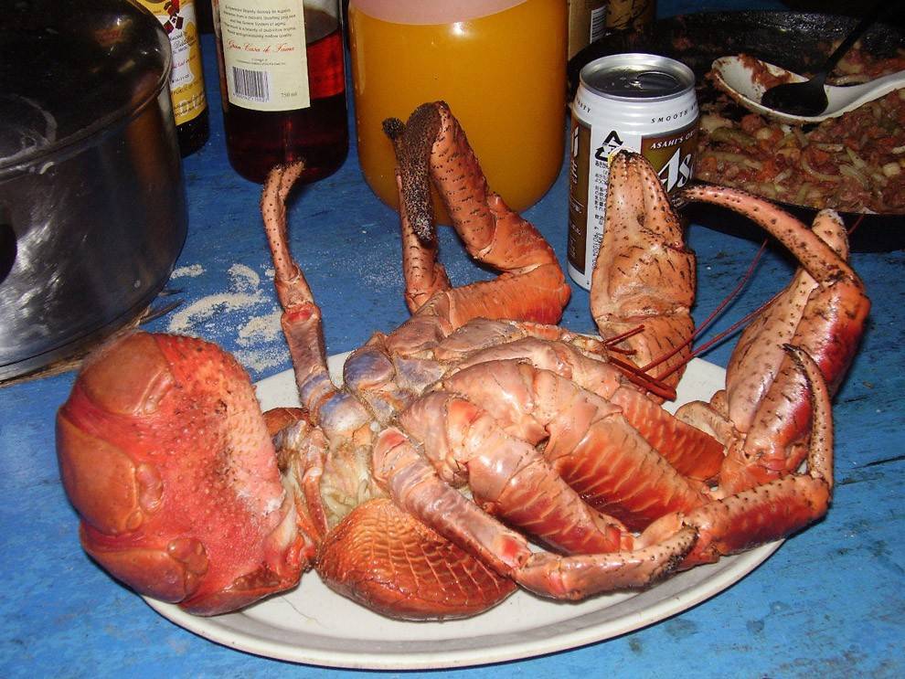 ปูมะพร้าว ปูยักษ์ ขนาดมหึมา