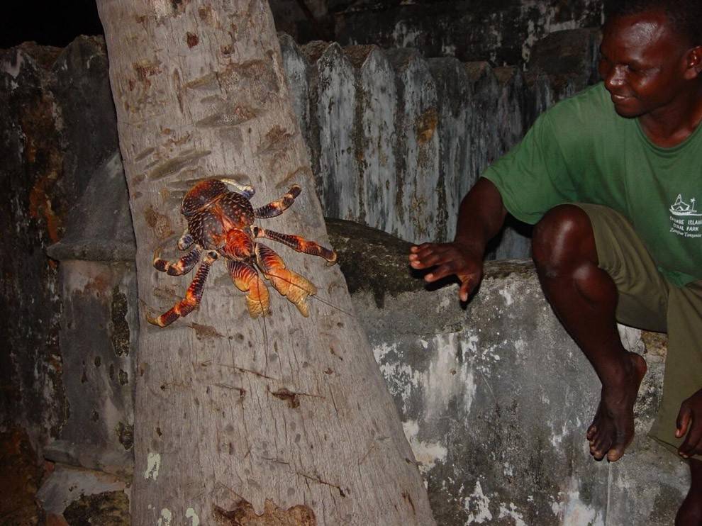 ปูมะพร้าว ปูยักษ์ ขนาดมหึมา