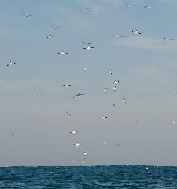 นกเเกนเน็ต นักดำน้ำติดปีก เทคนิคหาอาหาร เห็นเเล้วชวนอึ้ง