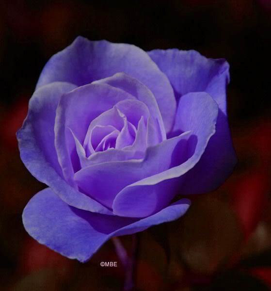 สวยน่ารัก