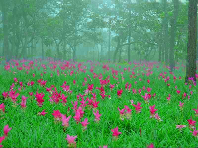 ทุ่งดอกกระเจียว