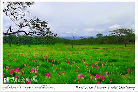 ดอกกระเจียว