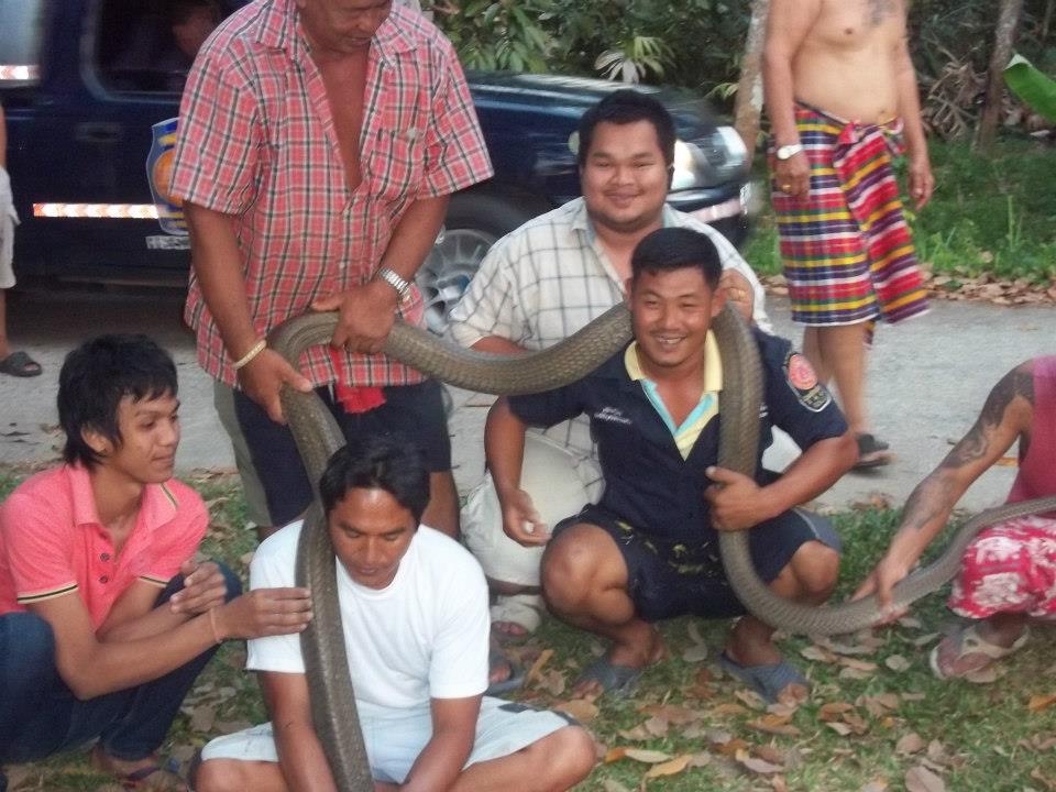 จับงูจงอาง งูเทพ ตัวโคตรใหญ่ ยาว 5เมตร