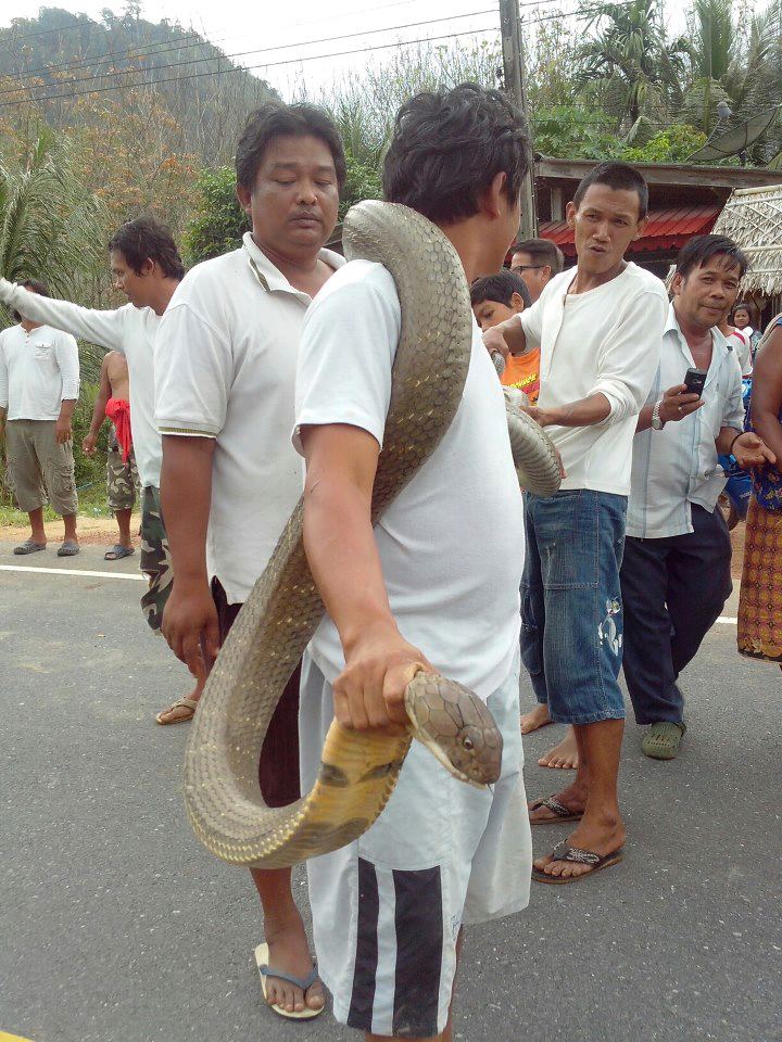 ภาพเด็ด! งูจงอางยักษ์ยาวกว่า 2เมตร ถูกชาวบ้านจับได้ที่ตรัง