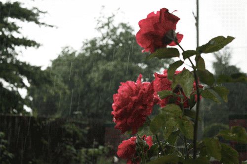 ขณะ ฝนตก คุณนึกถึงอะไร?